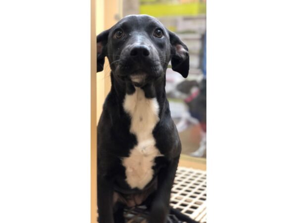 Lab Mix DOG Female Black and White 2280 Petland Norwin, PA