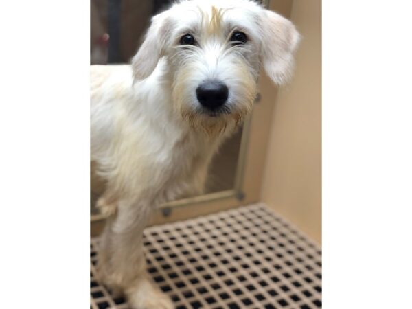 Terrier Mix DOG Female White 2274 Petland Norwin, PA