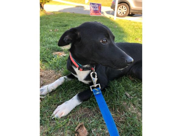 Rat Terrier Mix DOG Male Black and White 2309 Petland Norwin, PA