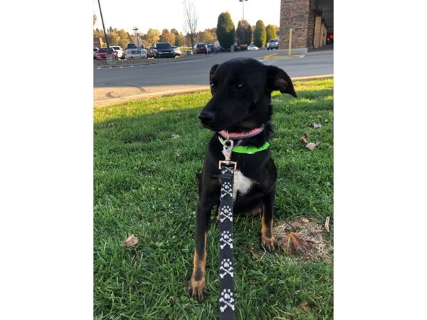 Rat Terrier Mix-DOG-Female-Tri Color-2310-Petland Norwin, PA