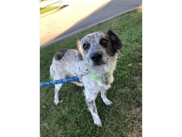 Cattle Dog Mix-DOG-Male-Black and White-2307-Petland Norwin, PA