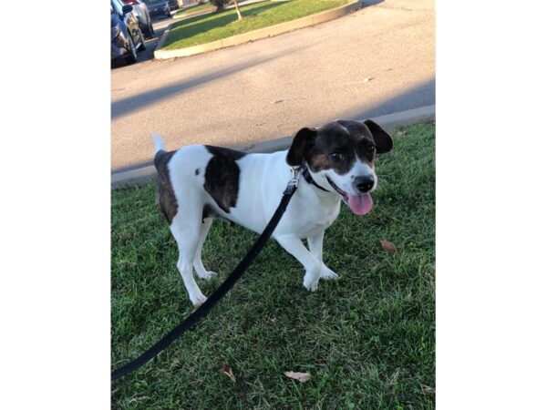 AAP Jack Russell Mix DOG Female White and Brown 2308 Petland Norwin, PA