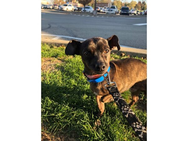 Chihuahua Mix DOG Male Black and Tan 2302 Petland Norwin, PA