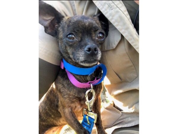 Chihuahua Mix-DOG-Female-Brindle-2303-Petland Norwin, PA