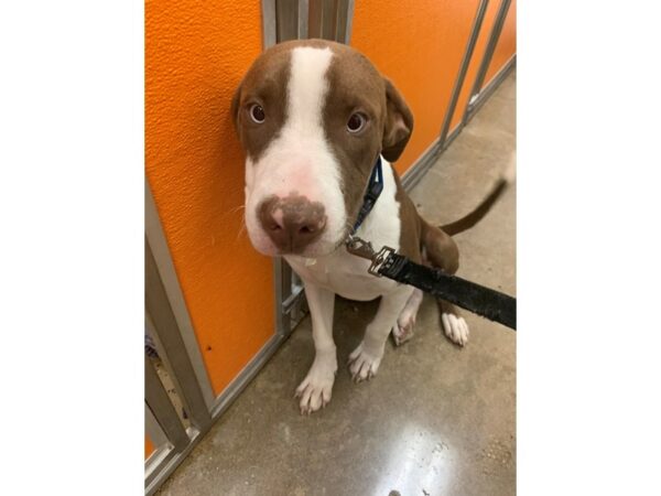 Pit Bull Mix DOG Male White and Brown 2313 Petland Norwin, PA