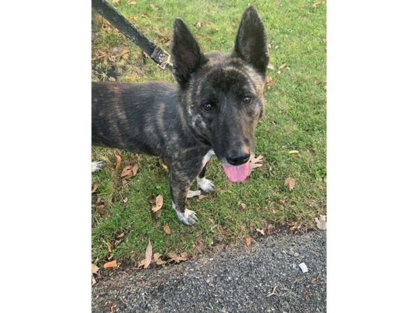 German Shepherd Mix DOG Female Brindle 2312 Petland Norwin, PA