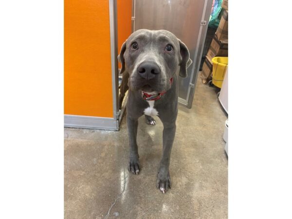 Pit Bull Mix DOG Male Gray 2315 Petland Norwin, PA