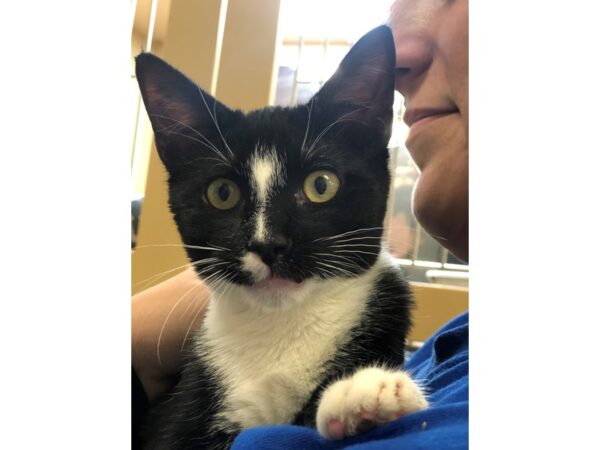 Domestic Short Hair CAT Female Black and White 2329 Petland Norwin, PA