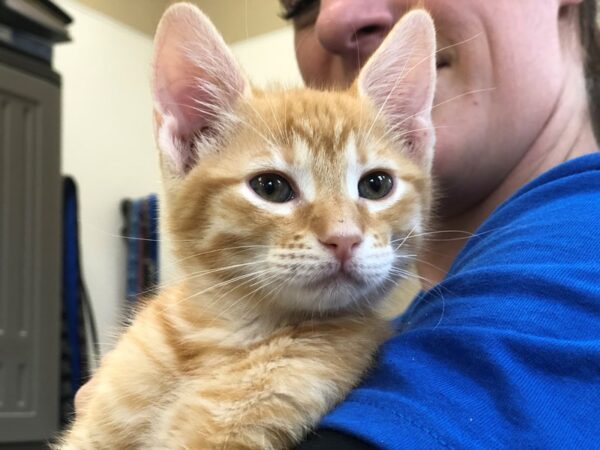 Domestic Short Hair CAT Male Orange 2335 Petland Norwin, PA