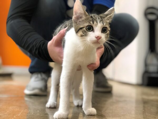 Domestic Short Hair CAT Female Tabby 2330 Petland Norwin, PA