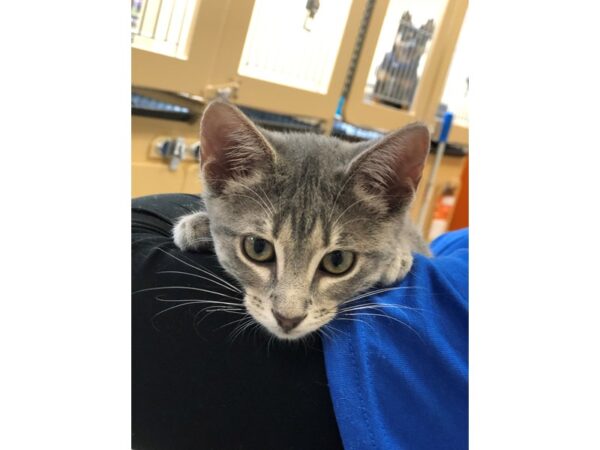 Domestic Short Hair CAT Female Gray Tabby with White 2331 Petland Norwin, PA