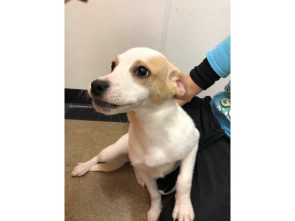 Hound Mix-DOG-Female-Tan and White-2320-Petland Norwin, PA