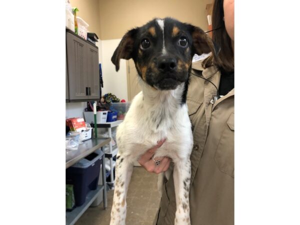 Hound Mix DOG Female Black and Tan 2317 Petland Norwin, PA