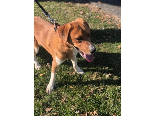 Labrador Mix DOG Female Tan and White 2324 Petland Norwin, PA