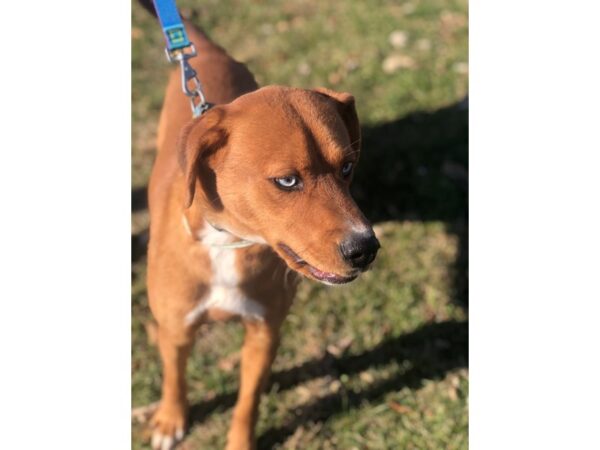 Labrador Mix DOG Male Tan and White 2325 Petland Norwin, PA