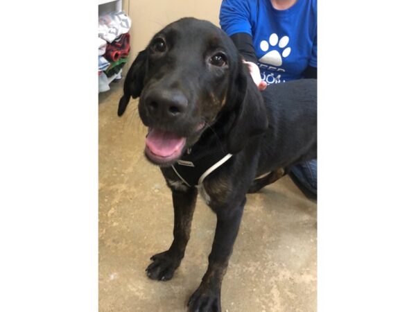 Hound Mix DOG Female Black and Tan 2321 Petland Norwin, PA