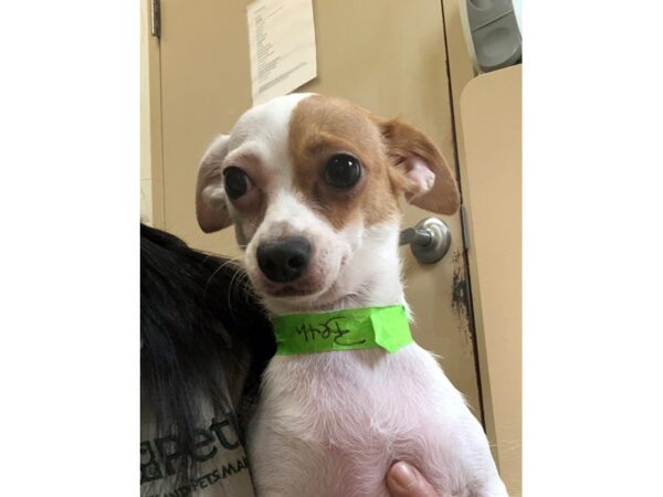 Chihuahua Mix-DOG-Female-Brown and White-2356-Petland Norwin, PA