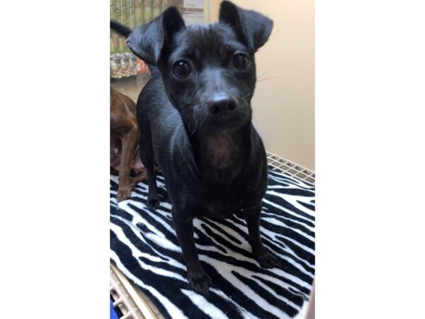 Chihuahua Mix DOG Female Black 2357 Petland Norwin, PA