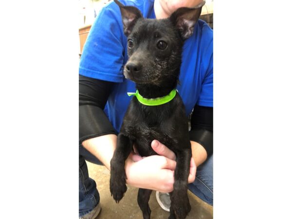 Chihuahua Mix DOG Male Black 2358 Petland Norwin, PA