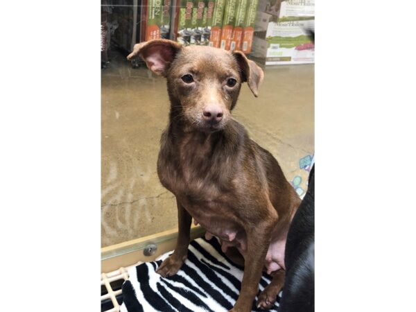 Chihuahua Mix DOG Female Chocolate 2354 Petland Norwin, PA