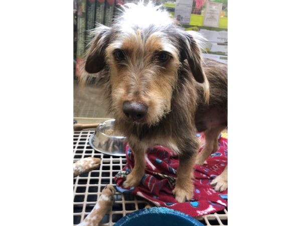 Terrier Mix-DOG-Male-Chocolate tri-2355-Petland Norwin, PA