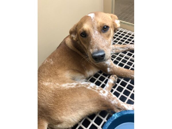 Cattle Dog Mix DOG Female Brown and White 2348 Petland Norwin, PA