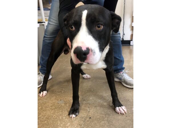 Labrador Mix DOG Male Black and White 2368 Petland Norwin, PA