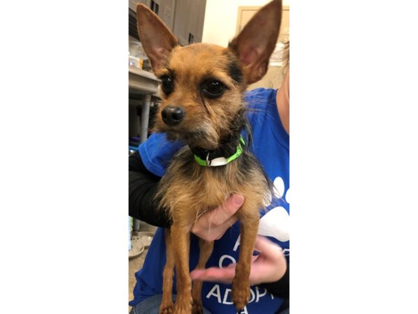 Yorkie Mix DOG Male Black and Tan 2359 Petland Norwin, PA