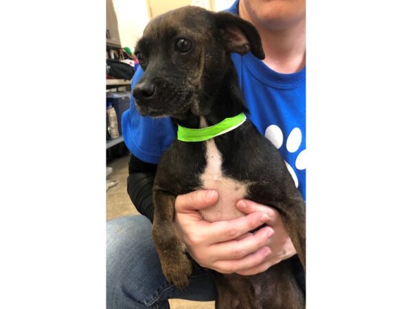 Chihuahua Mix-DOG-Female-Black-2353-Petland Norwin, PA