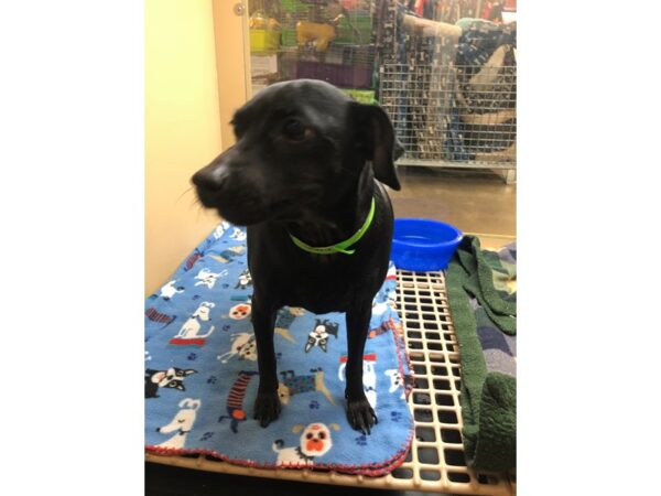 Chihuahua Mix-DOG-Female-Black-2349-Petland Norwin, PA