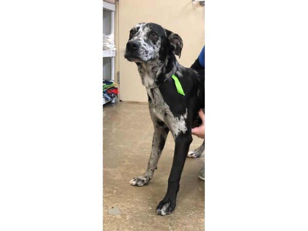 Catahoula Lab-DOG-Female-Black/White/Merle-2342-Petland Norwin, PA