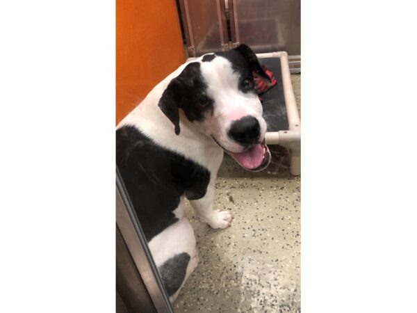 Great Dane mix DOG Male Black/White 2343 Petland Norwin, PA