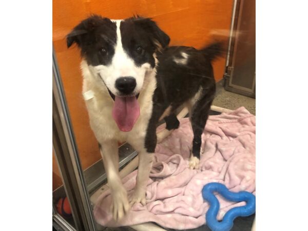 Aussie Mix DOG Female Black and White 2344 Petland Norwin, PA