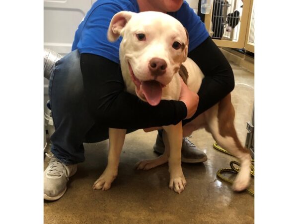 American Bulldog mix DOG Male White/Brown 2341 Petland Norwin, PA