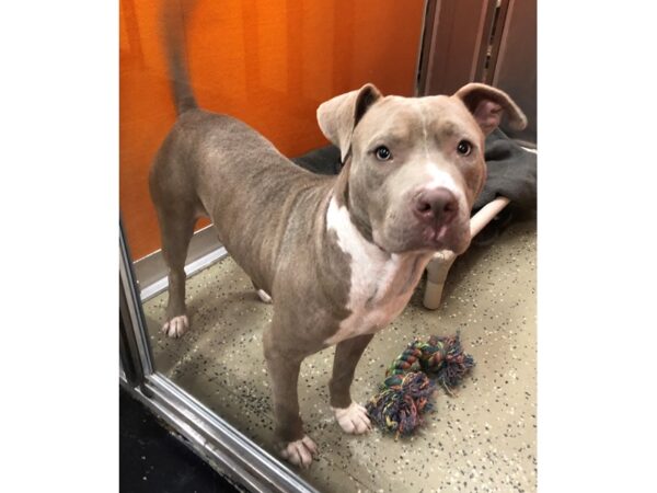 American Bulldog mix-DOG-Male-Grey-2340-Petland Norwin, PA