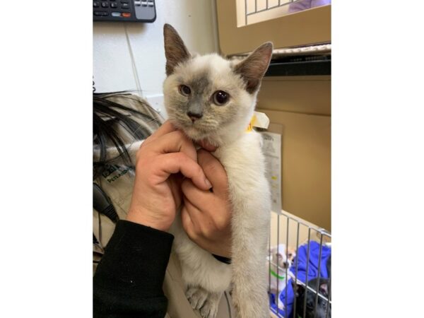 Domestic Short Hair CAT Female Blue Cream Siamese 2374 Petland Norwin, PA