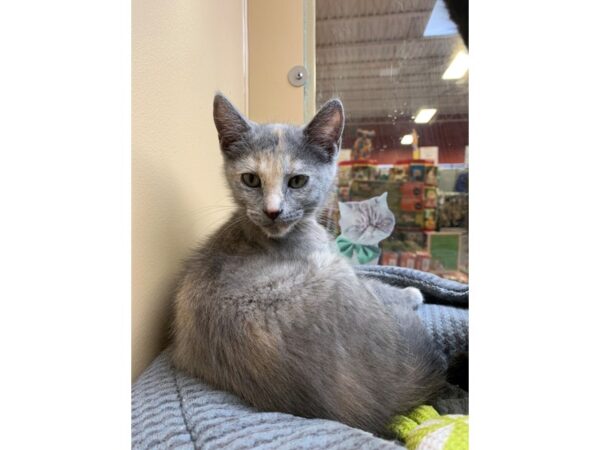 Domestic Short Hair CAT Female Dilute Tortie 2380 Petland Norwin, PA