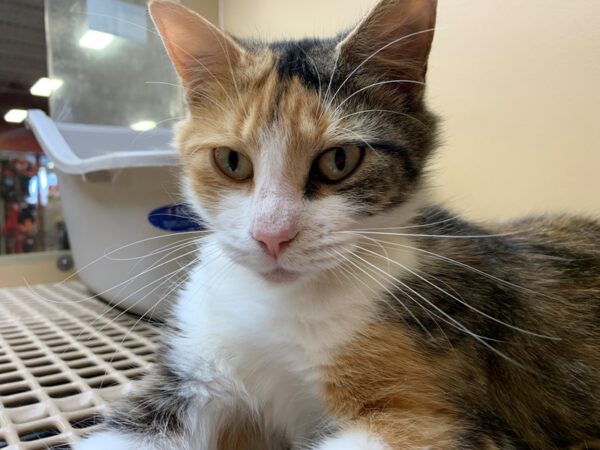 Domestic Short Hair CAT Female Calico 2386 Petland Norwin, PA