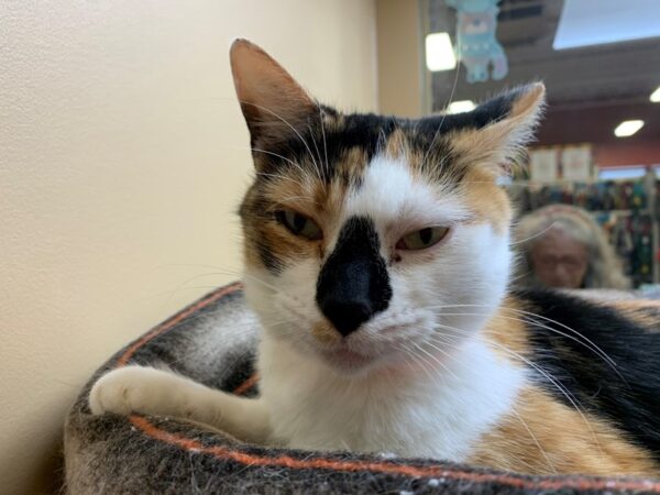 Domestic Short Hair CAT Female Calico 2383 Petland Norwin, PA