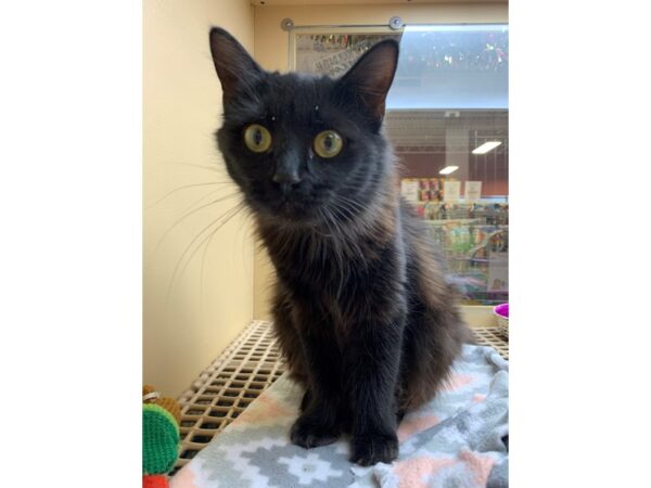 Domestic Medium Hair CAT Female Black 2385 Petland Norwin, PA