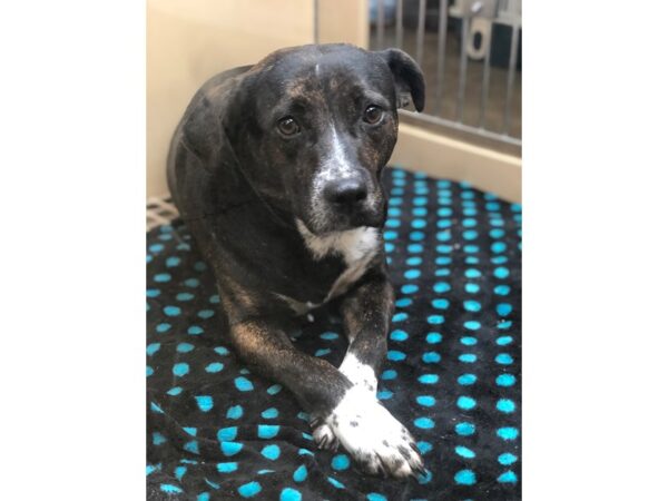 Labrador Mix-DOG-Female-Brindle-2369-Petland Norwin, PA