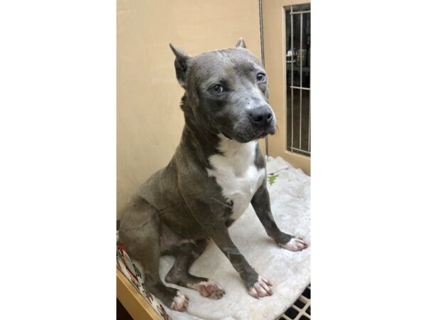 Pit Bull Mix-DOG-Female-Blue and White-2346-Petland Norwin, PA