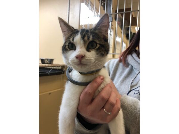 Domestic Short Hair CAT Male Brown Tabby with White 2375 Petland Norwin, PA