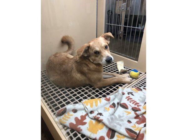 Labrador Mix-DOG-Male-Brown-2347-Petland Norwin, PA