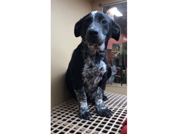 Cattle Dog Mix-DOG-Male-Black and White-2351-Petland Norwin, PA