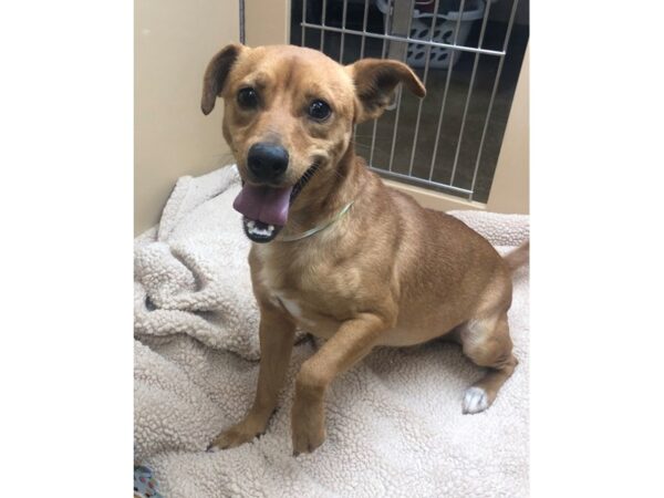 German Shepherd Mix DOG Male Brown 2372 Petland Norwin, PA