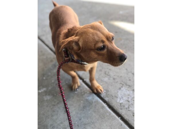 Chihuahua Mix DOG Female Brown 2350 Petland Norwin, PA