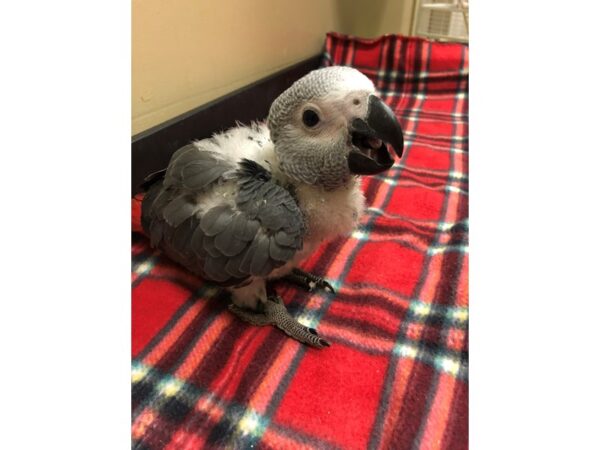 African Congo Grey-BIRD-Male--2388-Petland Norwin, PA