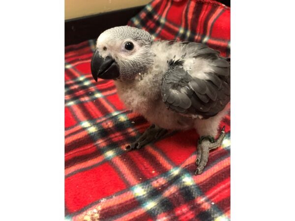 African Congo Grey-BIRD-Male--2387-Petland Norwin, PA