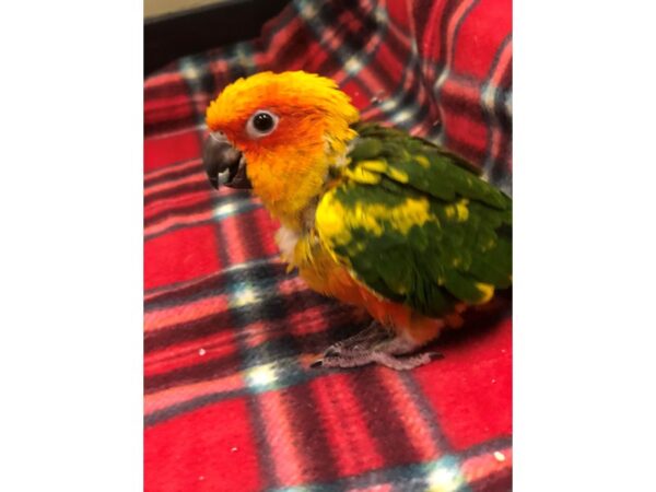 Sun Conure BIRD Male 2390 Petland Norwin, PA